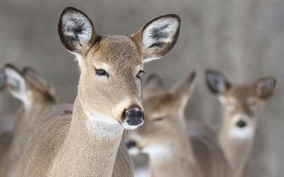 Cerf de Virginie