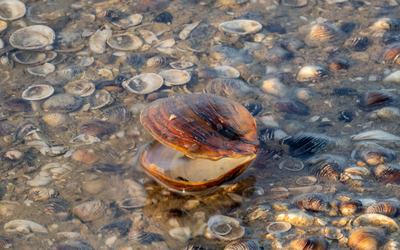 L’obovarie olivâtre, une moule d’eau douce en péril, pourrait être présente dans le lac Témiscamingue.