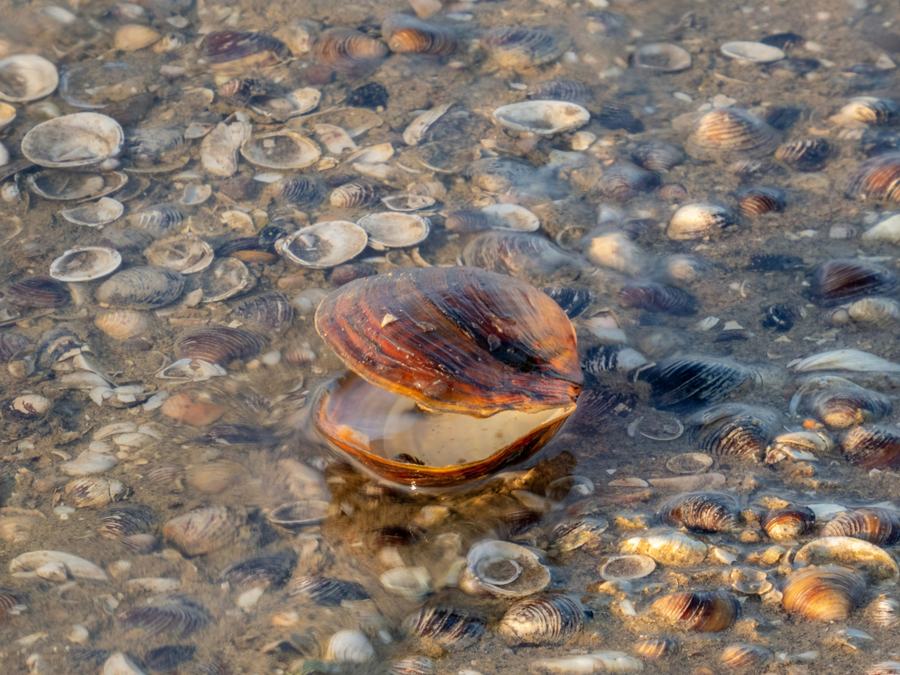 L’obovarie olivâtre, une moule d’eau douce en péril, pourrait être présente dans le lac Témiscamingue.