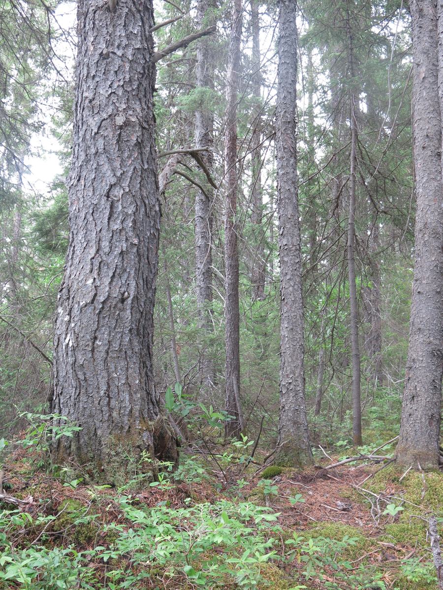 Th-Foret2