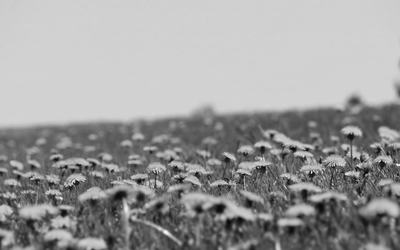 dandelion-3381676_1920.jpg