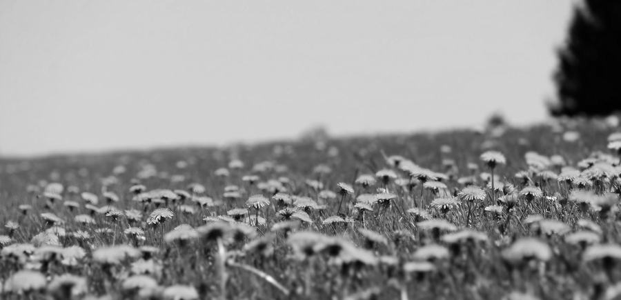 dandelion-3381676_1920.jpg